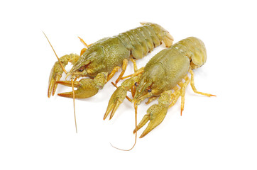 crawfish