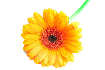 big orange gerbera isolated on white