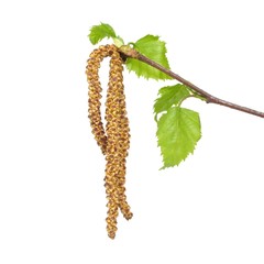 Blüten, Birke