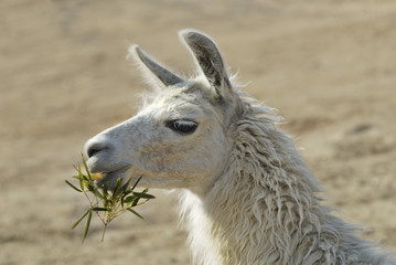 Lama