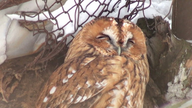 owl close