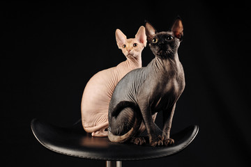 canadian sphynx