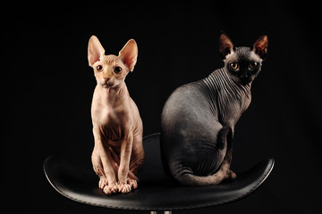 canadian sphynx