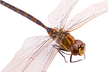Dragonfly closeup, isolated on white