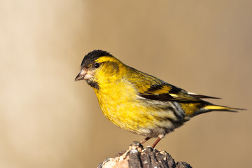 Fototapeta premium Erlenzeisig (Carduelis spinus)