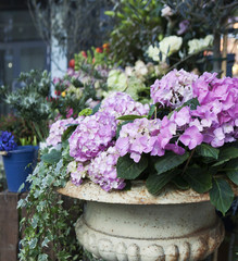 Hydrangea and ivy