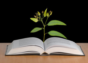 sapling growing from open book