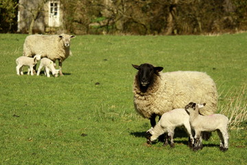 black faced ewe with lambs