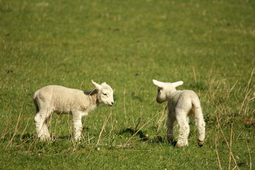 Obraz premium two little lambs