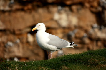 close up of seagull