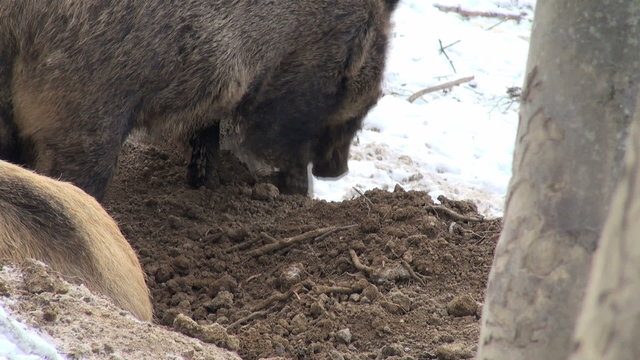 two wild boar