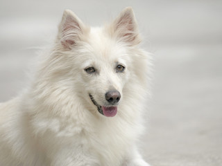 west highland terrier