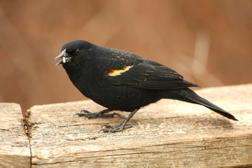 Red-winged Blackbird Agelaius phoeniceus male