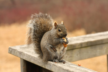 Gray Squirrel Sciurus carolinensis