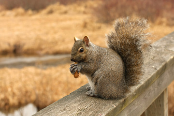 Gray Squirrel Sciurus carolinensis