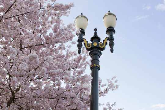 Cherry Blossoms Lamp Post Against Blue Sky