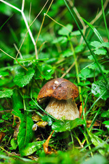 fresh mushroom food outdoor in nature