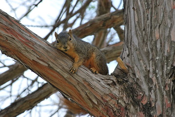 Squirrel