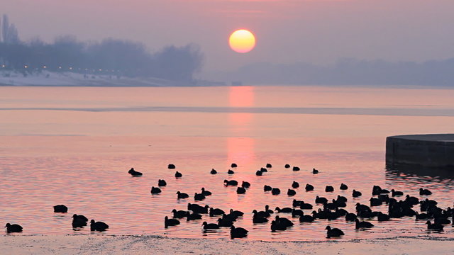 Birds feed on a frozen lake at the last light of afternoon falls