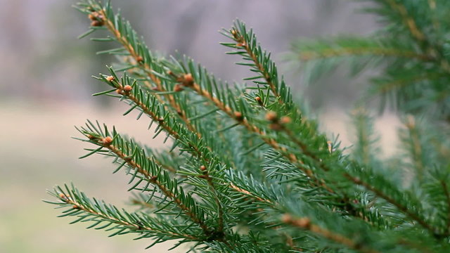 Green pine branch moving in the wind