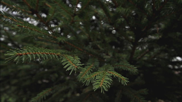 Green pine branch moving in the wind at twilight