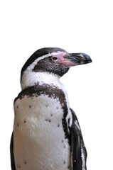 Fototapeta premium ペンギン
