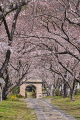 桜の並木道