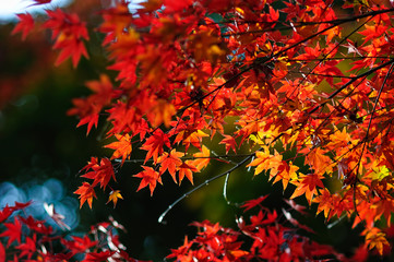 紅葉