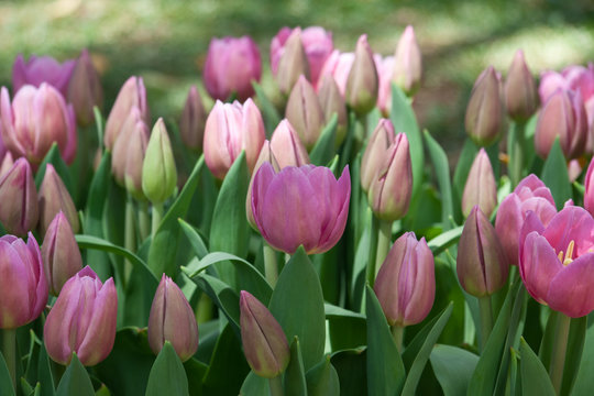Tulipe Rose" Immagini - Sfoglia 61 foto, vettoriali e video Stock | Adobe  Stock