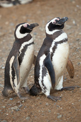 Two magellanic penguins in Patagonia, South America