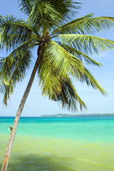 Fototapeta na wymiar Palm Tree and the Sea
