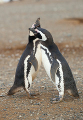 Naklejka premium Two magellanic penguins in Patagonia, South America