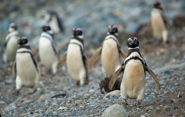 Naklejka premium Magellanic penguins in Patagonia, South America