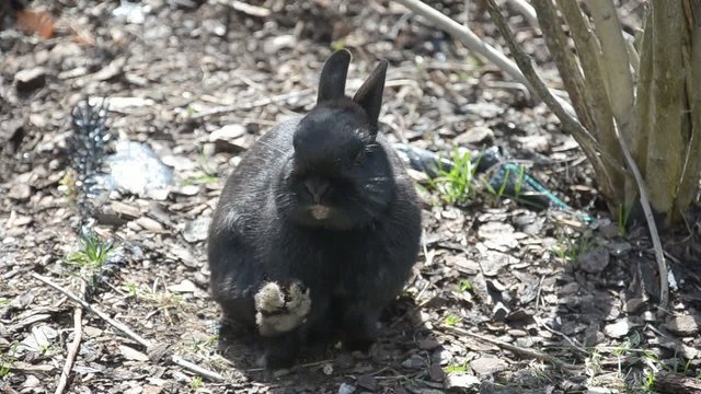 Schwarzer Hase