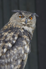 Uhu ( Bubo bubo )