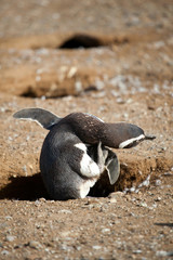 Magellanic penguin scretching its neck