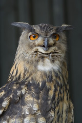 Uhu ( Bubo bubo )