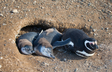Magellanic penguin and its nestlinsg in their barrow