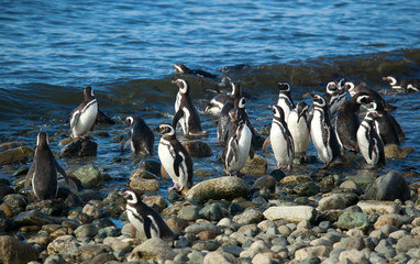 Colony of Magellanic penguins in Patagonia, South America