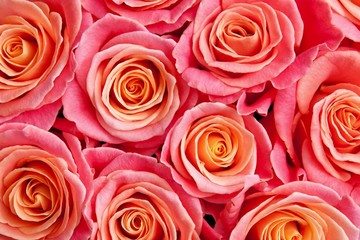 Close up photo of a bunch of roses