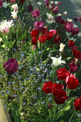 Tulipes variées