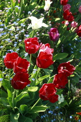 Tulipes rouges