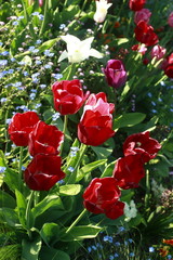 Obraz na płótnie Canvas Tulipes rouges