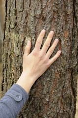 hand berührt einen baum