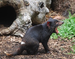 Tasmanian Devil Growling