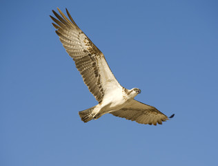 Fototapeta na wymiar Osprey w locie