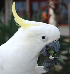 Cockatoo