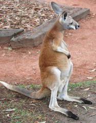 Kangaroo - Australia