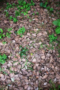 Leaves and grass