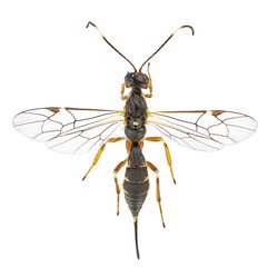 Xorides praecatorius